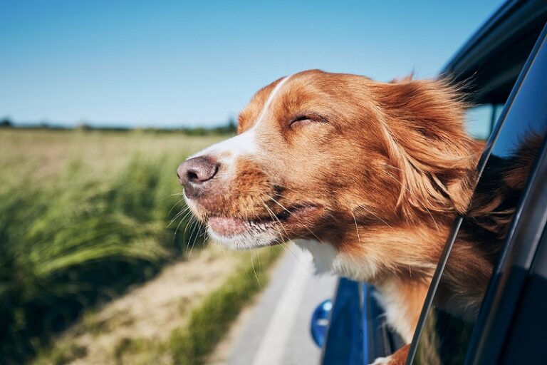 まとめ：犬の筋トレグッズ選びのポイント