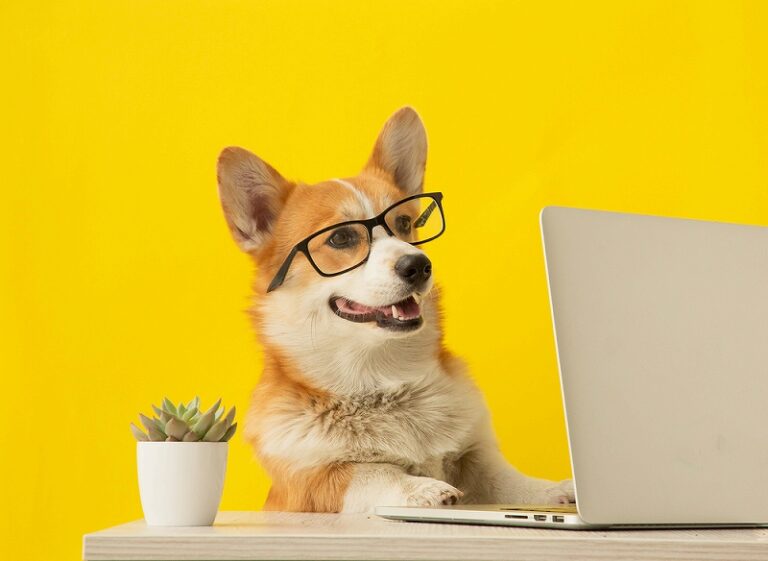 犬の筋トレに関するよくある質問