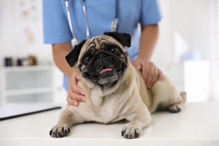 犬用筋トレグッズの安全性と注意点