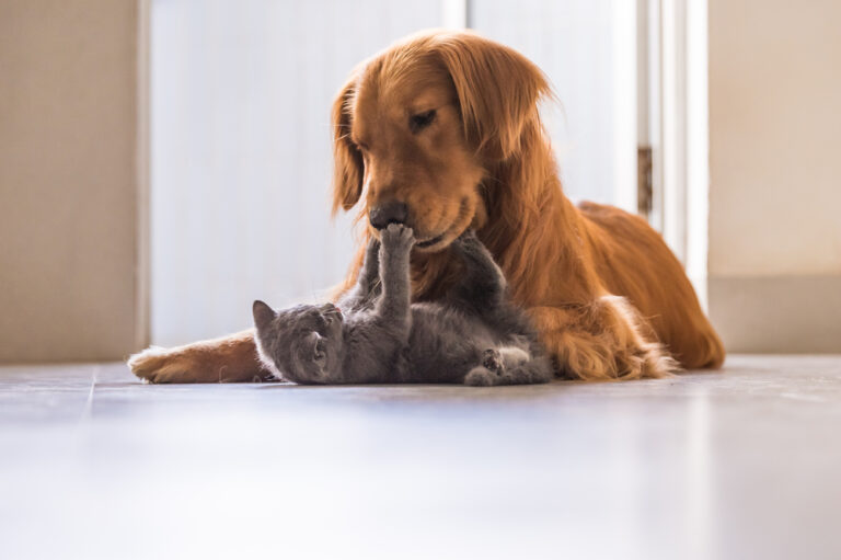 人気の犬用筋トレグッズ10選